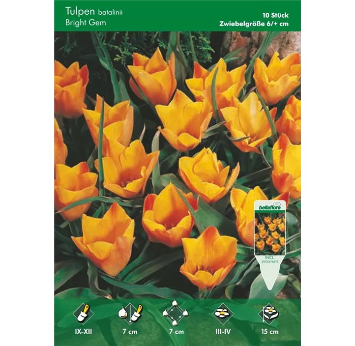 Tulipa miscellaneous Batalinii Bright Gem