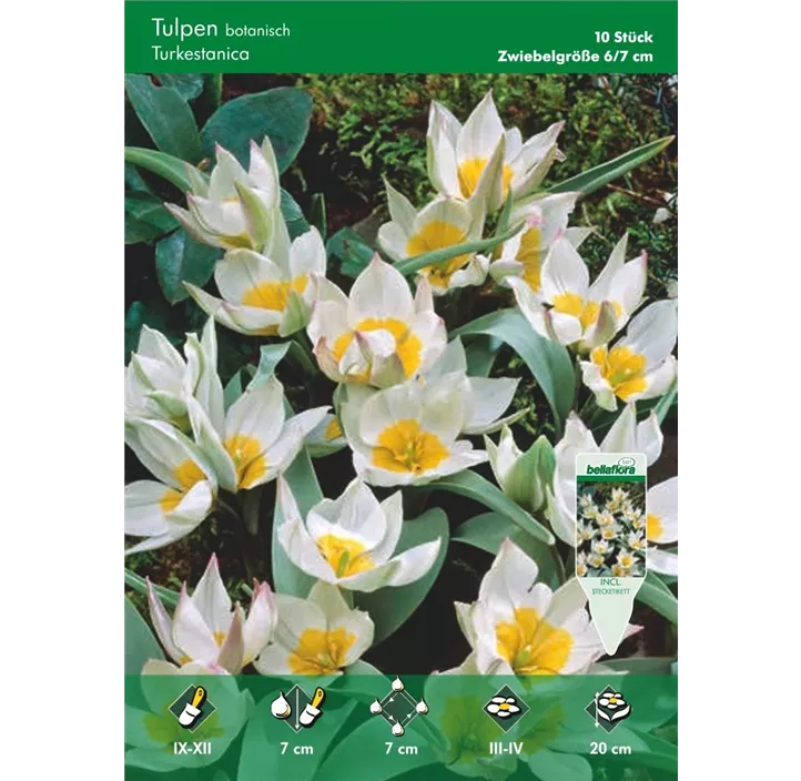 Tulipa miscellaneous 'Turkestanica'