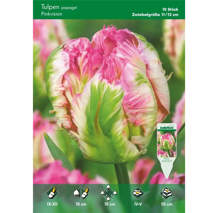 Tulipa Papagei Pinkvision