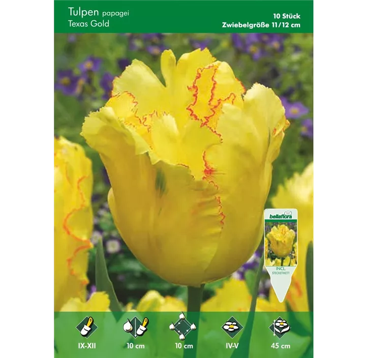 Tulipa Papagei Texas Gold