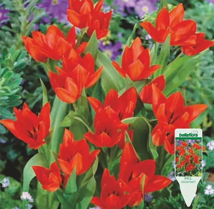 Tulipa Praestans Zwanenburg Variety