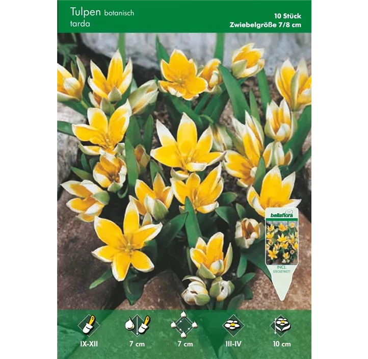 Tulipa Tarda