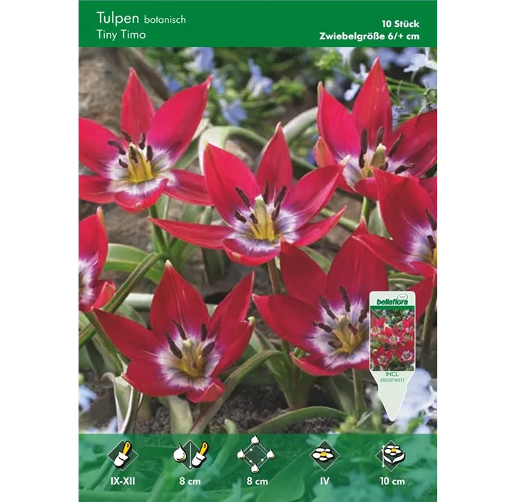 Tulipa Tiny Timo