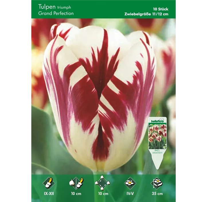 Tulipa Triumph Grand Perfection