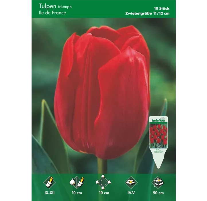 Tulipa Triumph Ile de France