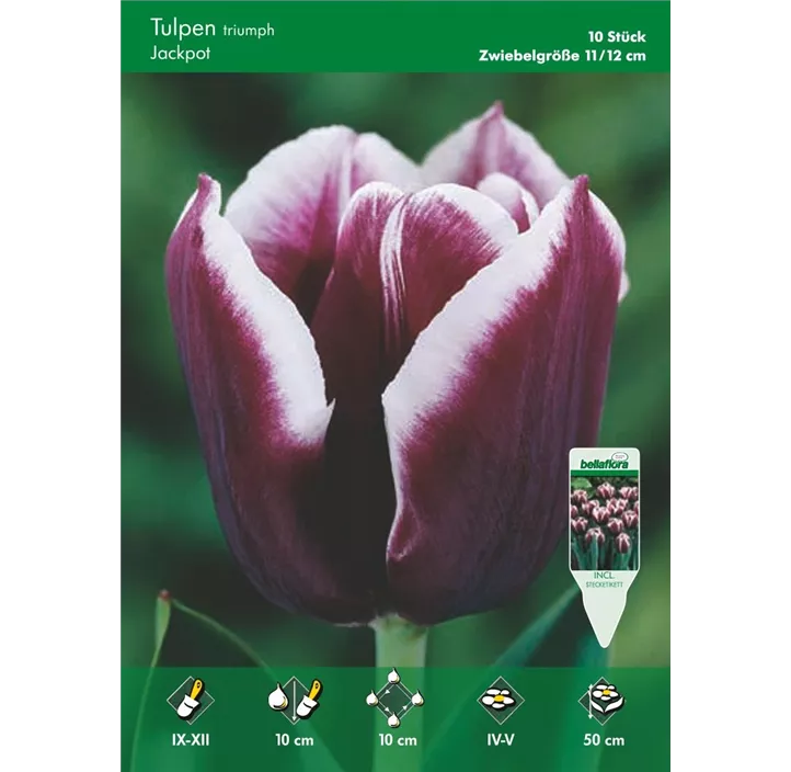 Tulipa Triumph 'Jackpot'