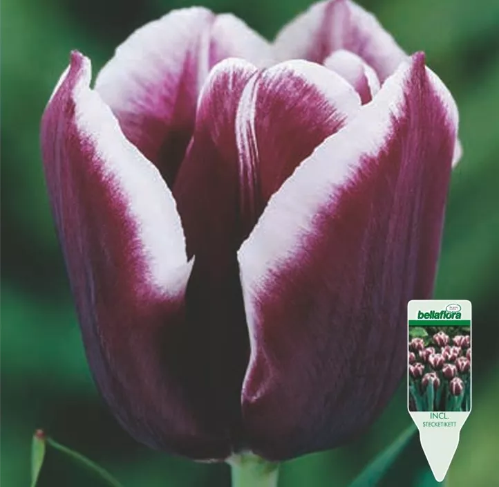 Tulipa Triumph 'Jackpot'
