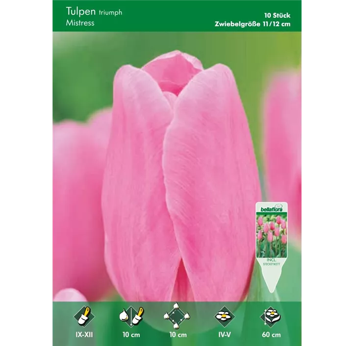 Tulipa Triumph Mistress