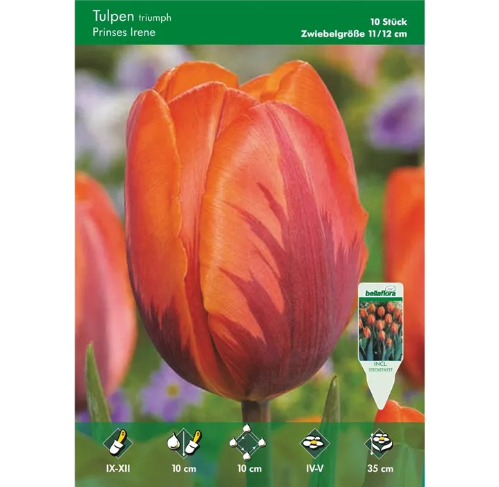 Tulipa Triumph Prinzess Irene