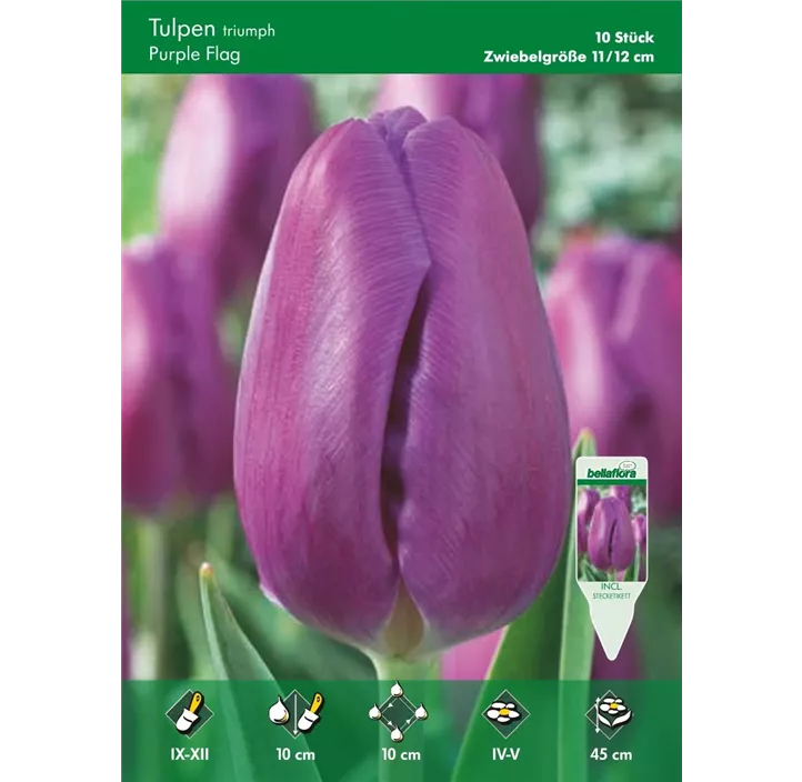Tulipa Triumph Purple Flag