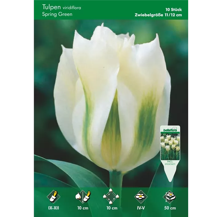 Tulpe Spring Green