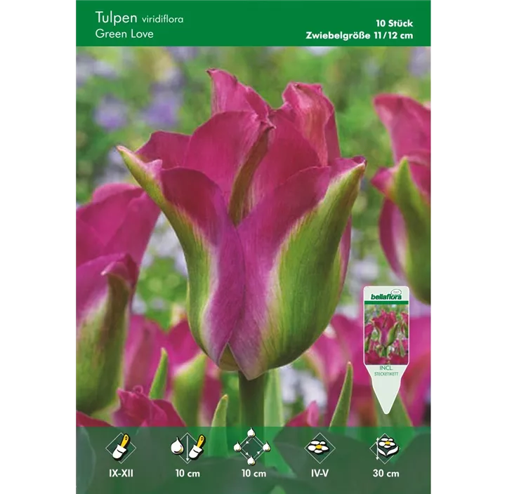 Tulipa Viridifolia Green Love