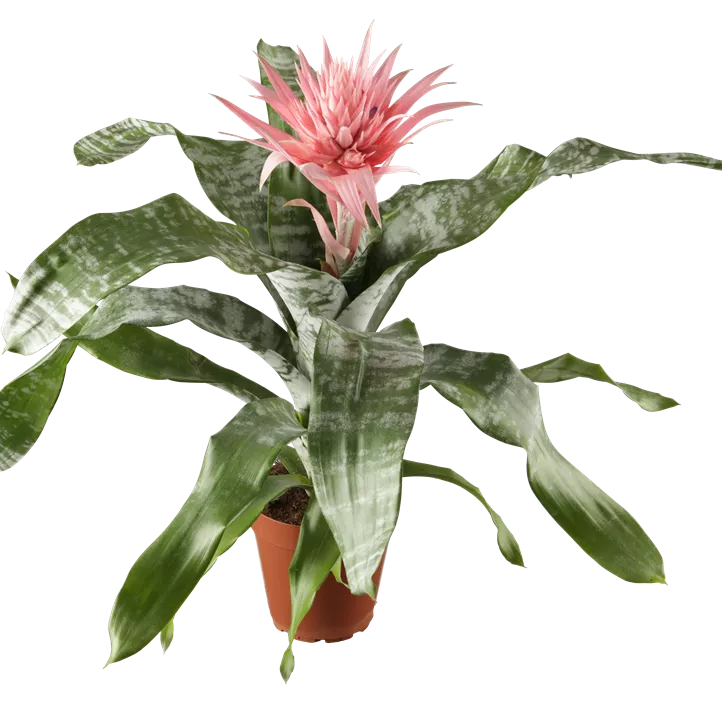 Lanzenrosette 'Primera' Lanzenrosette 'Primera'