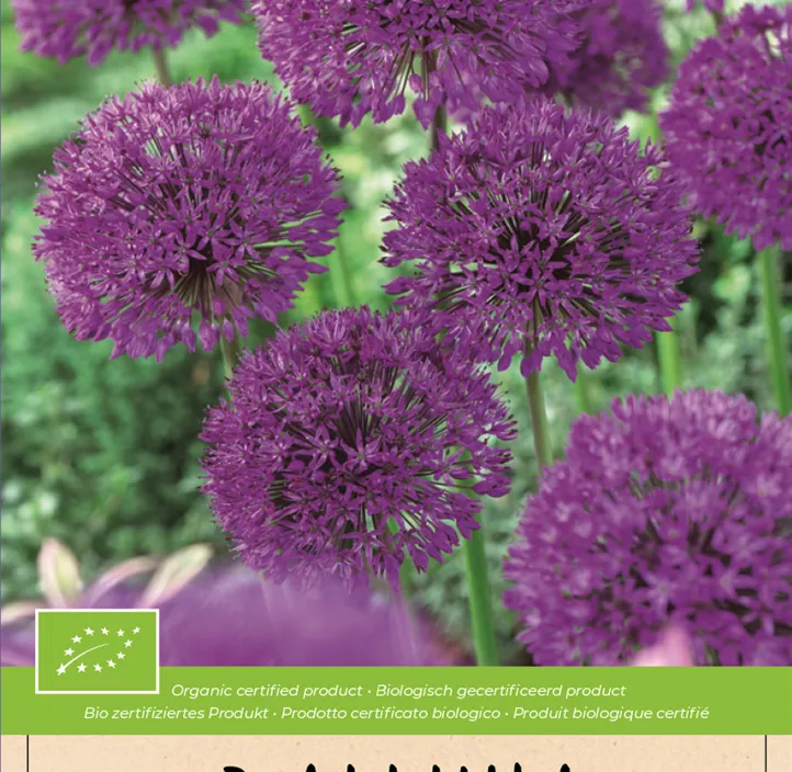 Allium aflatunense Purple Sensation BIO Allium aflatunense Purple Sensation BIO
