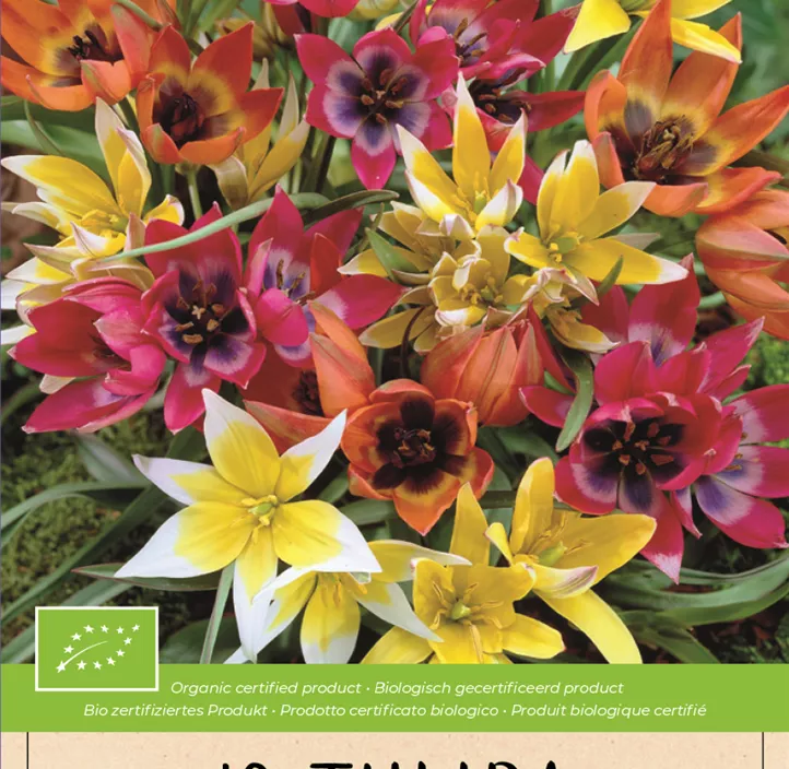 Botanische Tulpen Mischung BIO Botanische Tulpen Mischung BIO