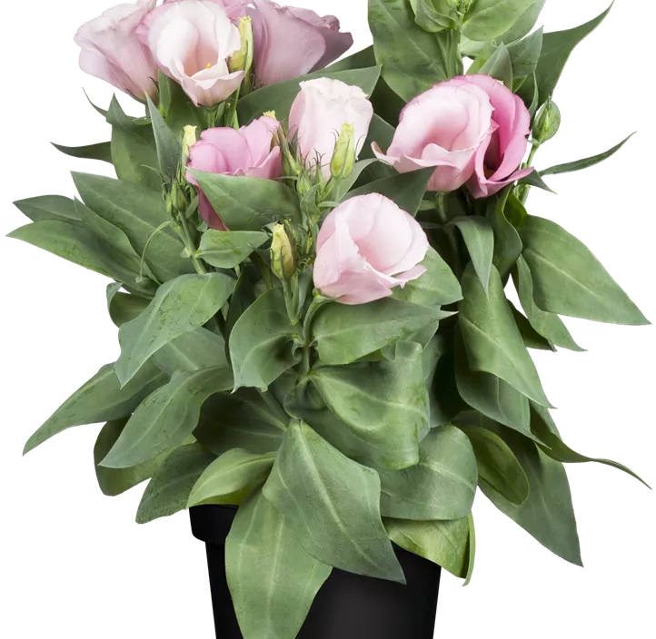 Bauchblume Bauchblume