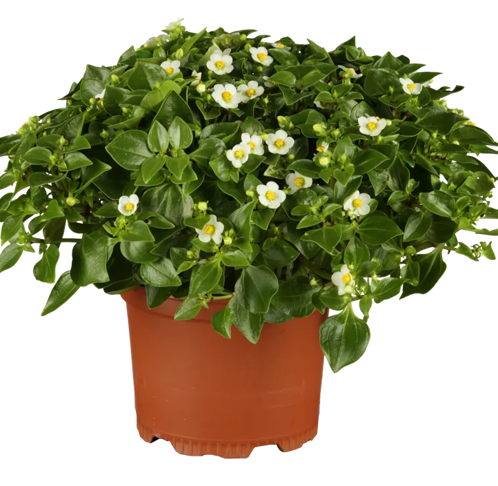 Blaues Lieschen Blaues Lieschen