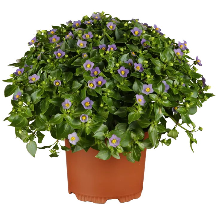 Blaues Lieschen Blaues Lieschen