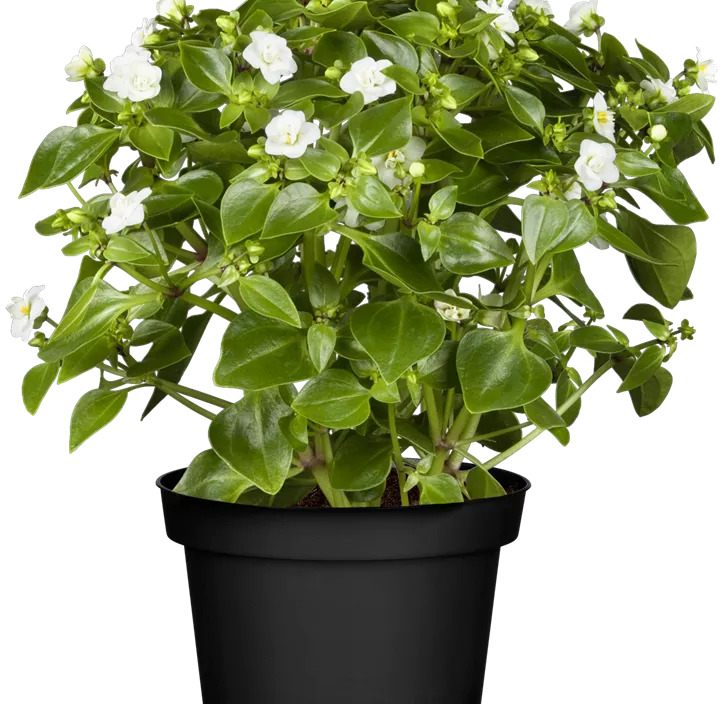 Blaues Lieschen Blaues Lieschen