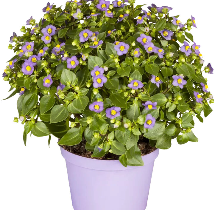 Blaues Lieschen Blaues Lieschen