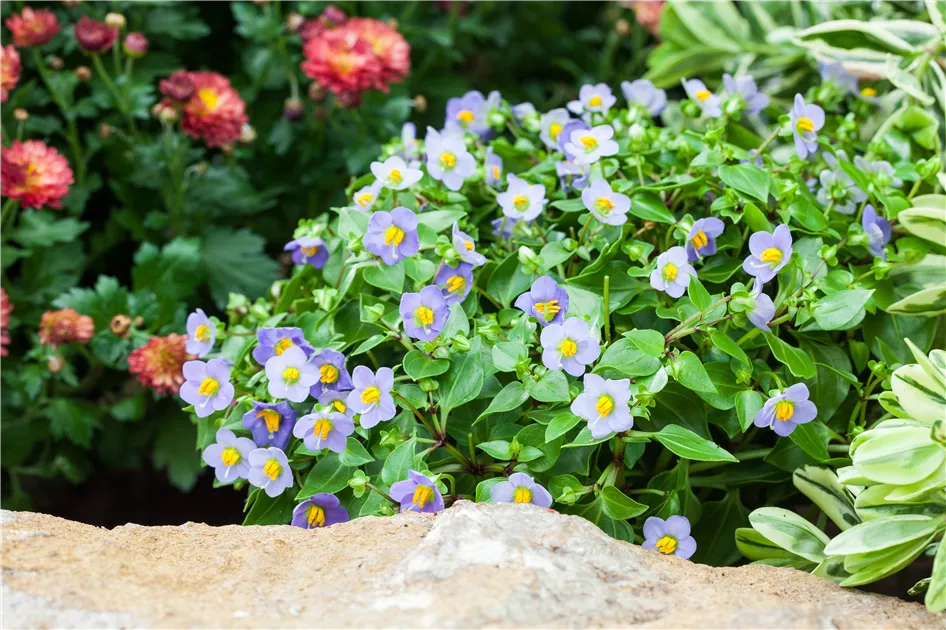 Exacum affine, Blaues Lieschen - Bellaflora