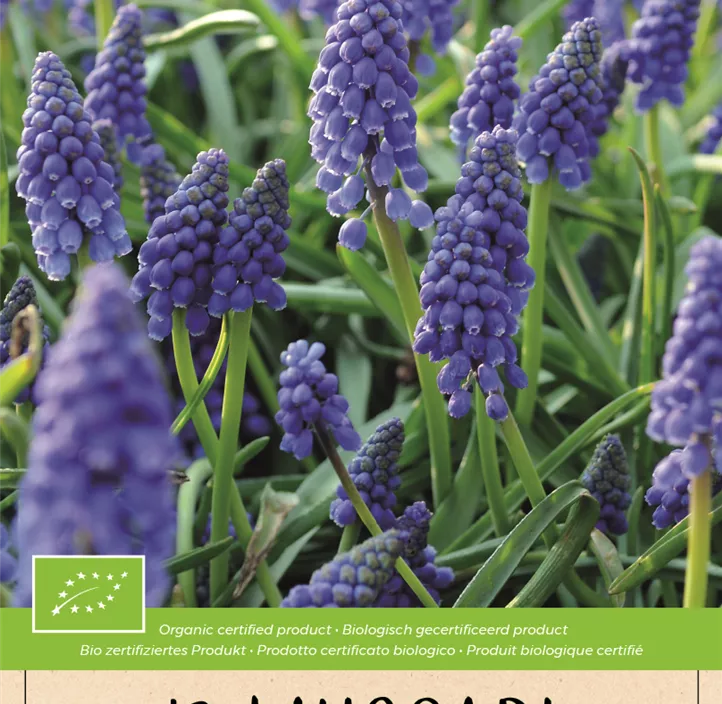 Muscari armeniacum BIO