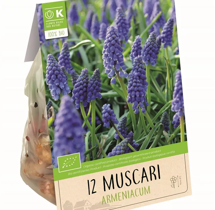 Muscari armeniacum BIO