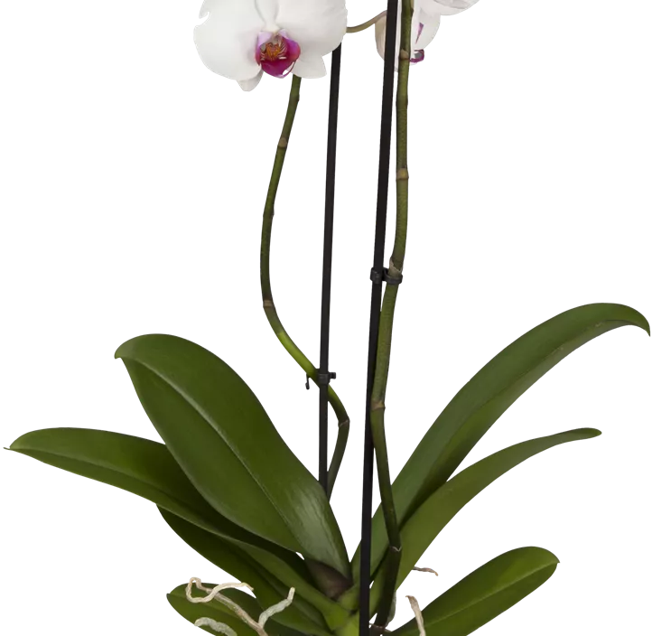 Schmetterlingsorchidee 'Red Lip'