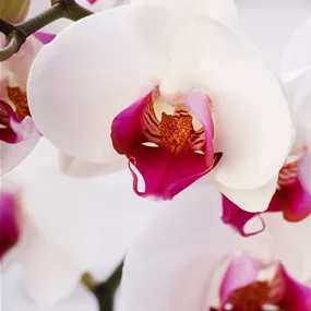 Phalaenopsis Hybride 'Red Lip'