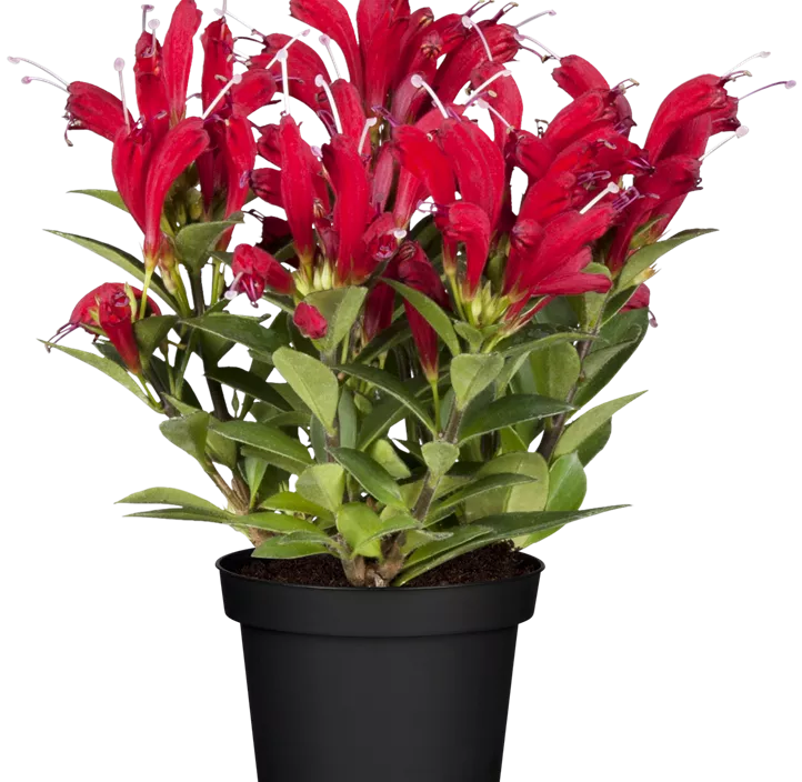 Schamblume Schamblume