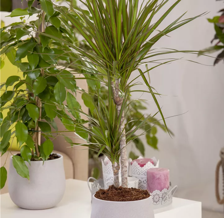 Drachenbaum Drachenbaum