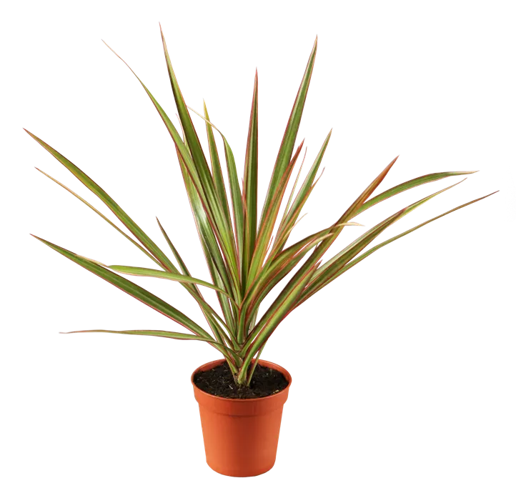 Drachenbaum Drachenbaum