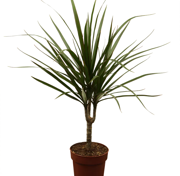 Drachenbaum Drachenbaum