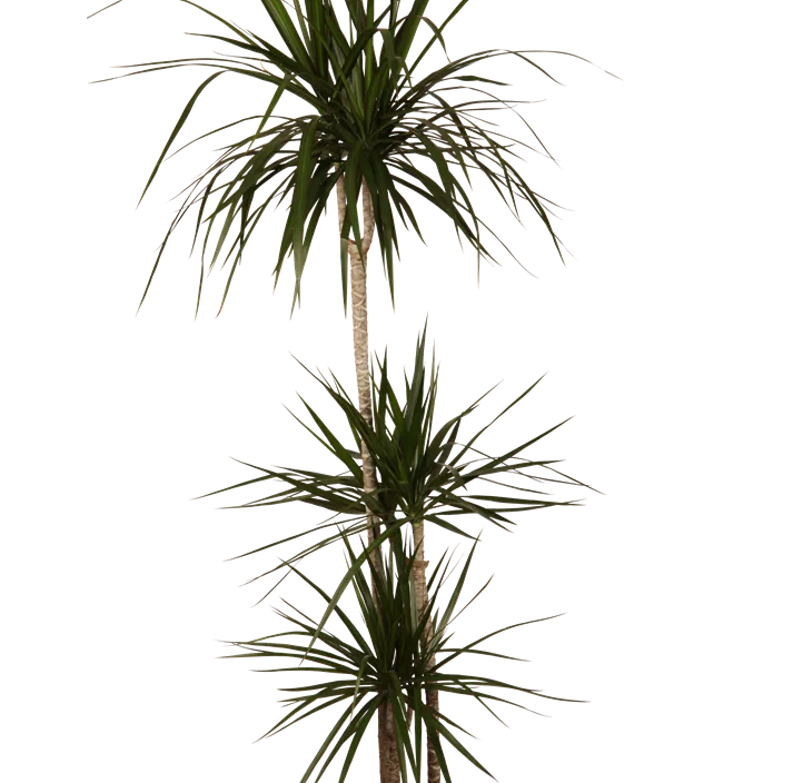 Drachenbaum Drachenbaum