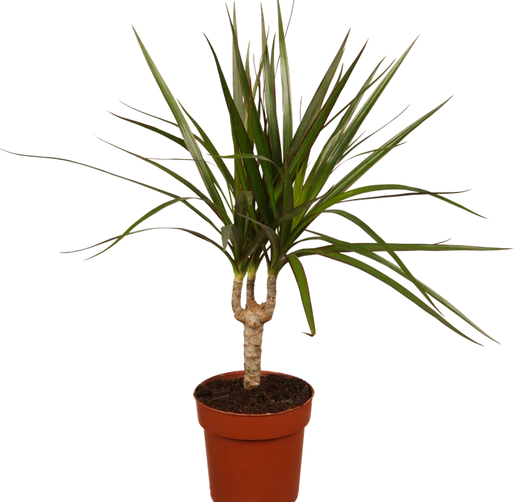 Drachenbaum Drachenbaum