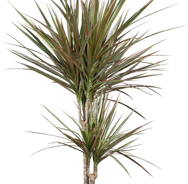 Drachenbaum Drachenbaum