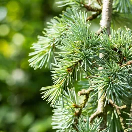 Cedrus atlantica glauca pendula Spalierform