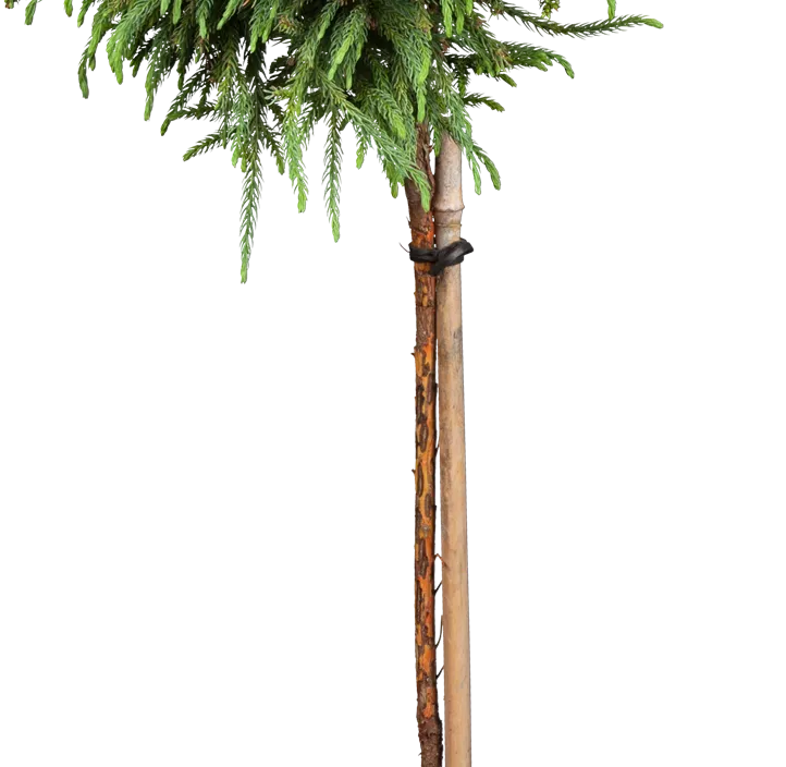 Kleine Sicheltanne 'Globosa Nana' Kleine Sicheltanne 'Globosa Nana'