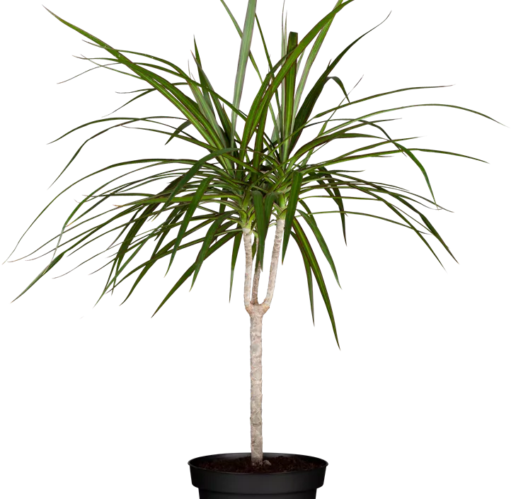 Drachenbaum Drachenbaum