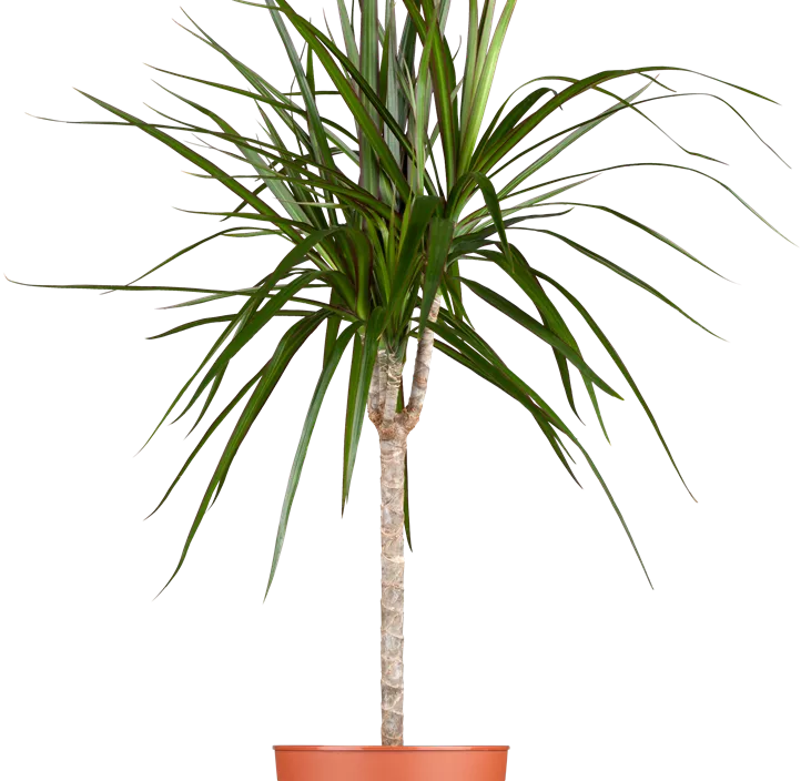 Drachenbaum Drachenbaum