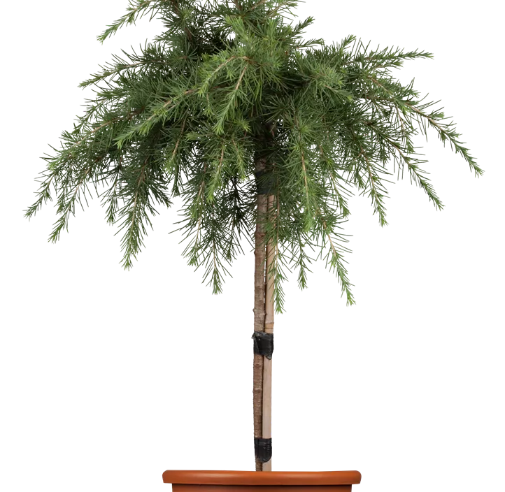 Himalaya-Zeder 'Feelin´ Blue' Bonsai