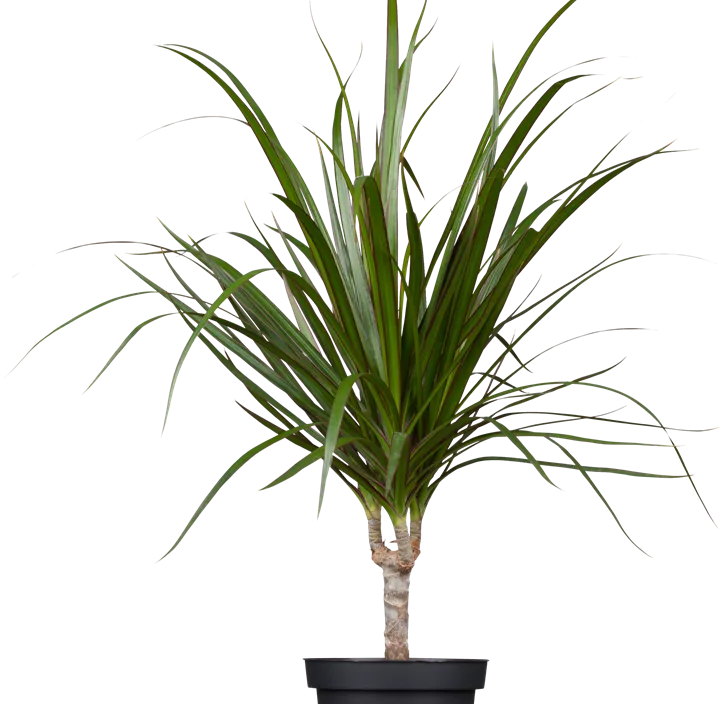 Drachenbaum Drachenbaum