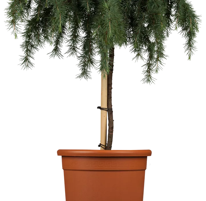 Himalaya-Zeder 'Feelin´ Blue' Bonsai