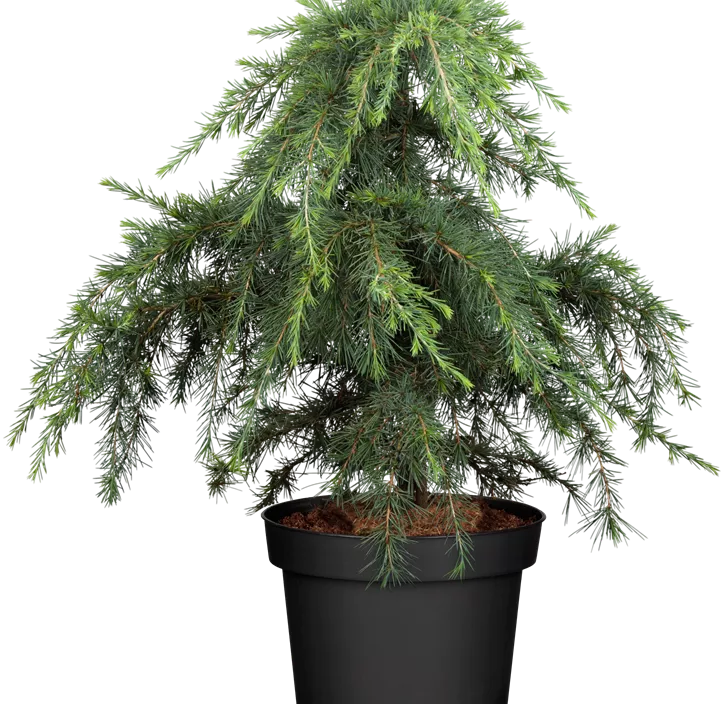 Himalaya-Zeder 'Feelin´ Blue' Bonsai