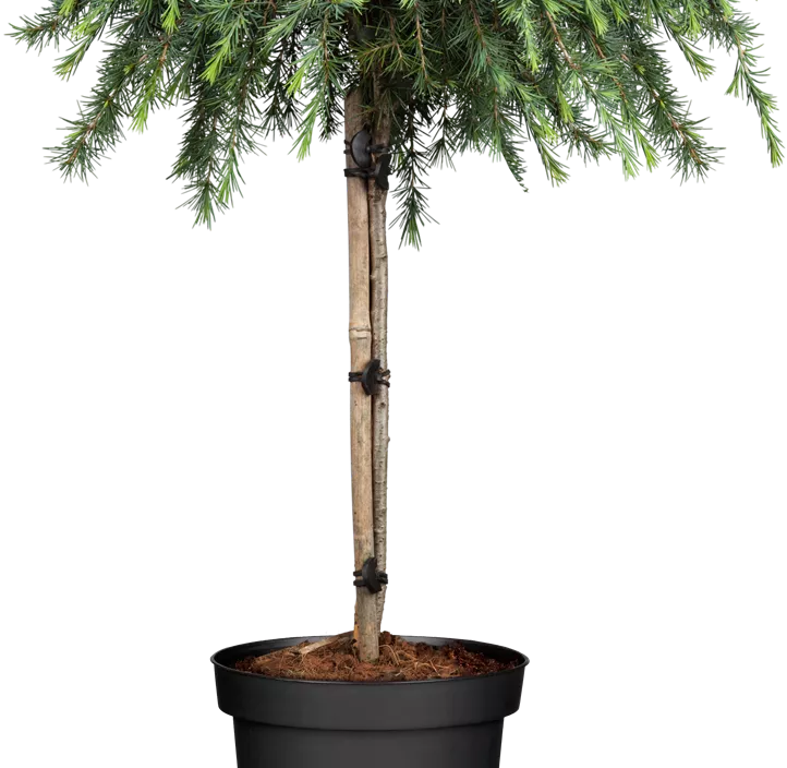 Hänge-Himalaya-Zeder 'Pendula'