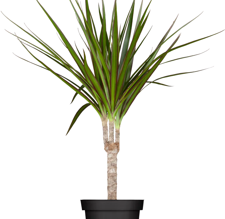 Drachenbaum Drachenbaum