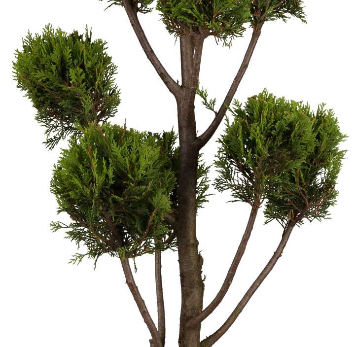 Gelbe Baumzypresse 'Castlewellan Gold' Ministamm Gelbe Baumzypresse 'Castlewellan Gold' Ministamm