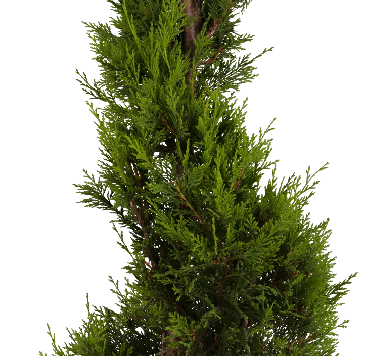 Gelbe Baumzypresse 'Castlewellan Gold' Ministamm Gelbe Baumzypresse 'Castlewellan Gold' Ministamm