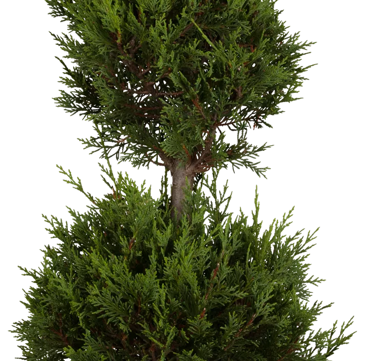 Gelbe Baumzypresse 'Castlewellan Gold' Ministamm Gelbe Baumzypresse 'Castlewellan Gold' Ministamm