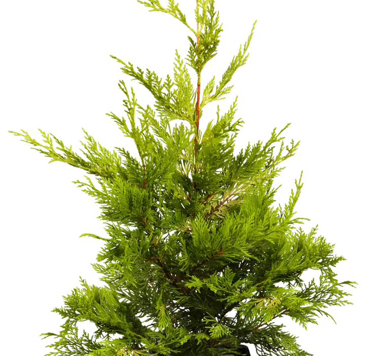 Leyland-Zypresse 'Gold Rider' Spirale Leyland-Zypresse 'Gold Rider' Spirale